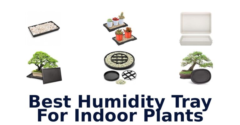 Best Humidity Tray For Indoor Plants