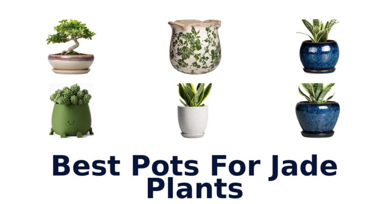 Best Pots For Jade Plants