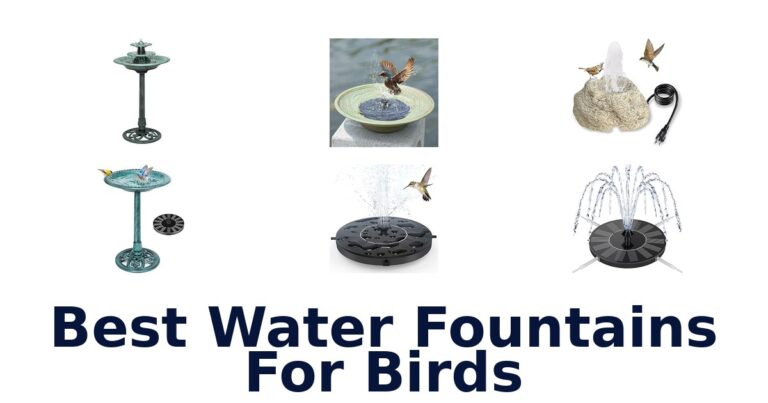 Best Water Fountains For Birds